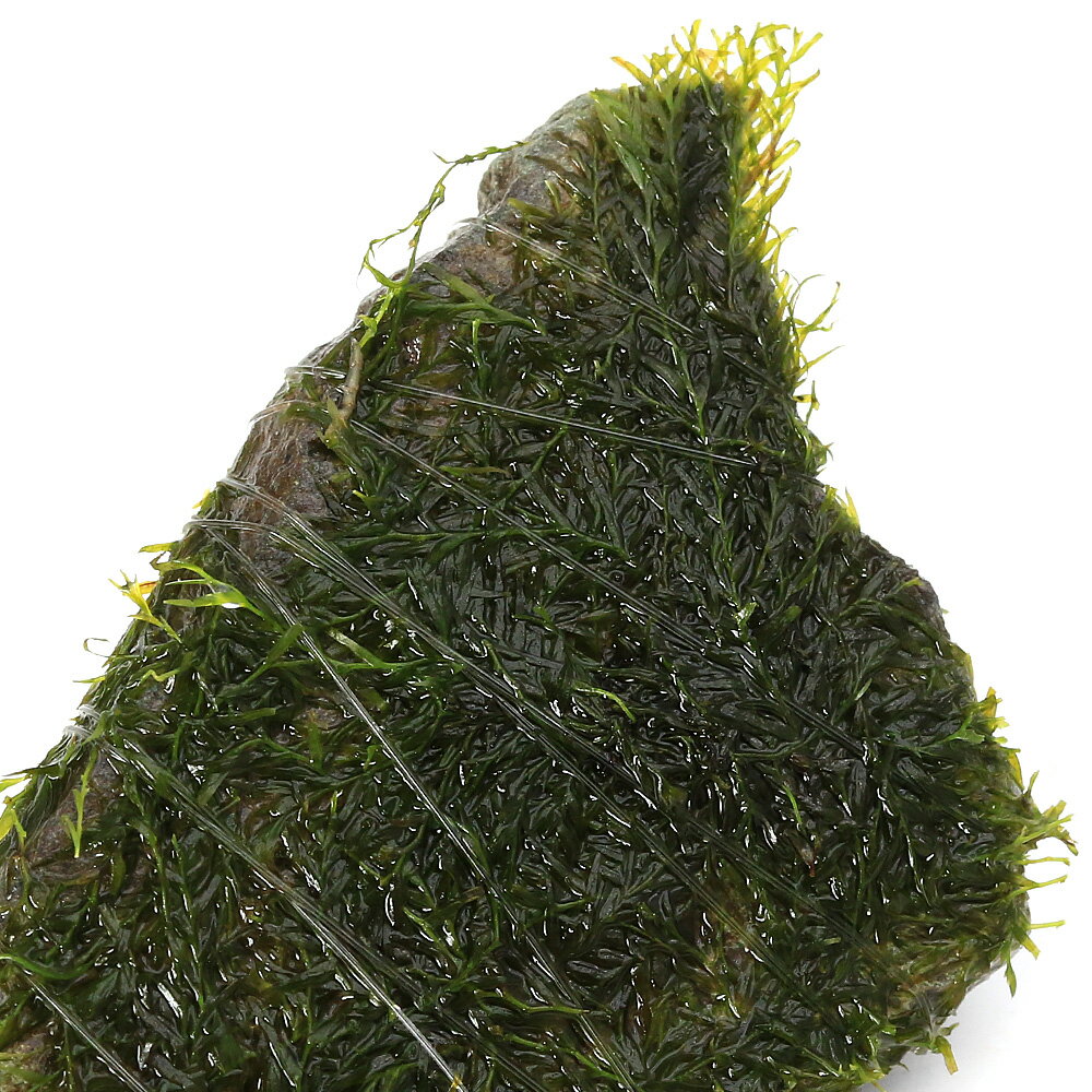 （水草）巻きたて　ウォーターフェザー　風山石小粒（3〜5cm）（水中葉）（無農薬...
