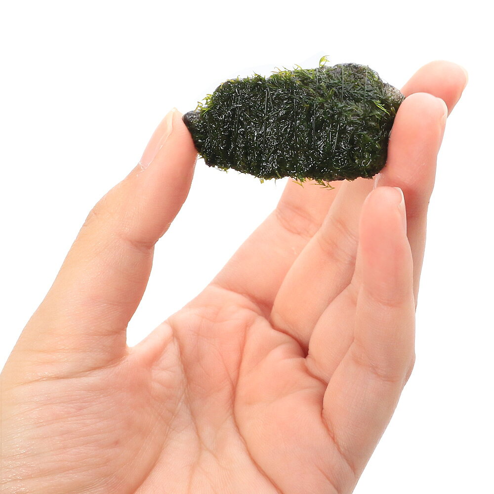 （水草）巻きたて　ウォーターフェザー　風山石小粒（3〜5cm）（水中葉）（無農薬...