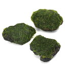 (水草)巻きたて ウォーターフェザー 溶岩石 Sサイズ(約10cm)(水中葉)(無農薬)(1個)
