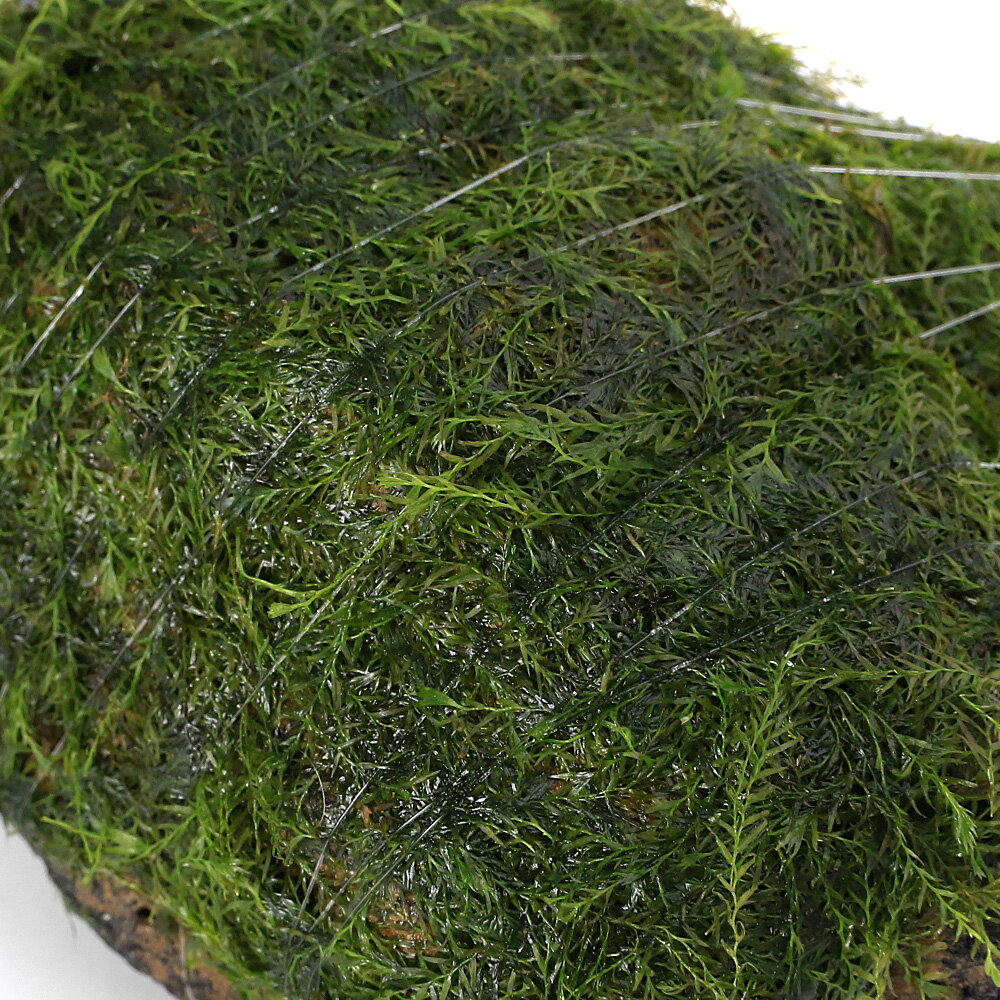 （水草）巻きたて　ウォーターフェザー　溶岩石　Sサイズ（約10cm）（水中葉）（無...