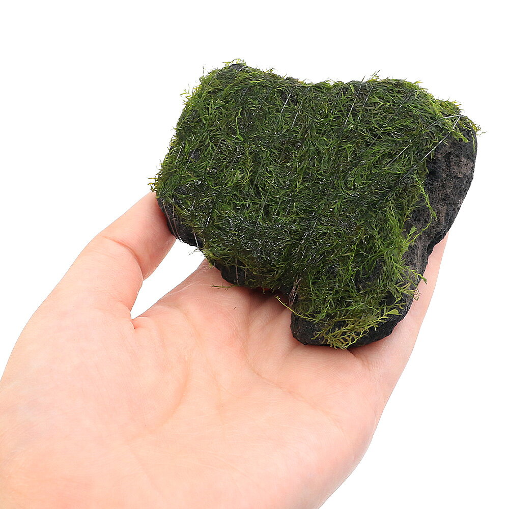（水草）巻きたて　ウォーターフェザー　溶岩石　Sサイズ（約10cm）（水中葉）（無...
