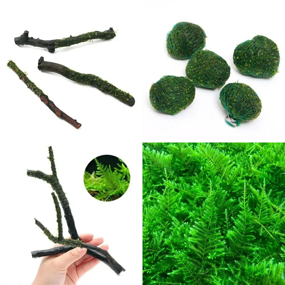 （水草）ジャイアント南米ウィローモス　枝流木とスティック流木セット（水中葉）（無農薬）（1個）
