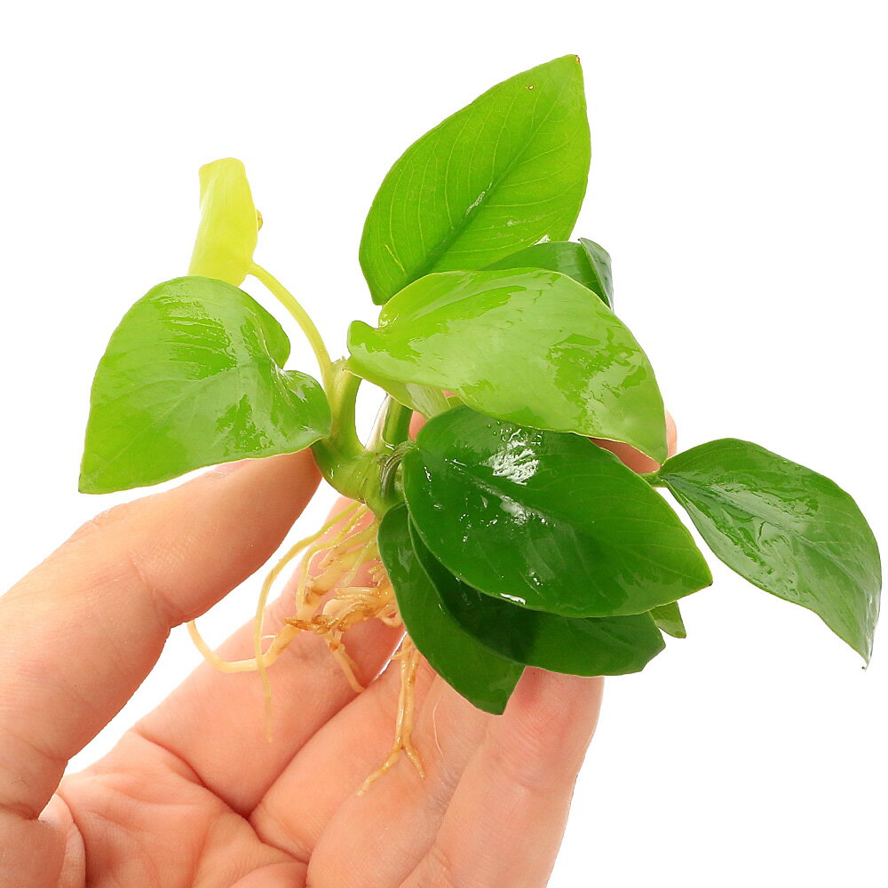 �ʿ���ˡ������������̥ӥ����ʥʡ�������ǥ�ʿ���աˡ�3����