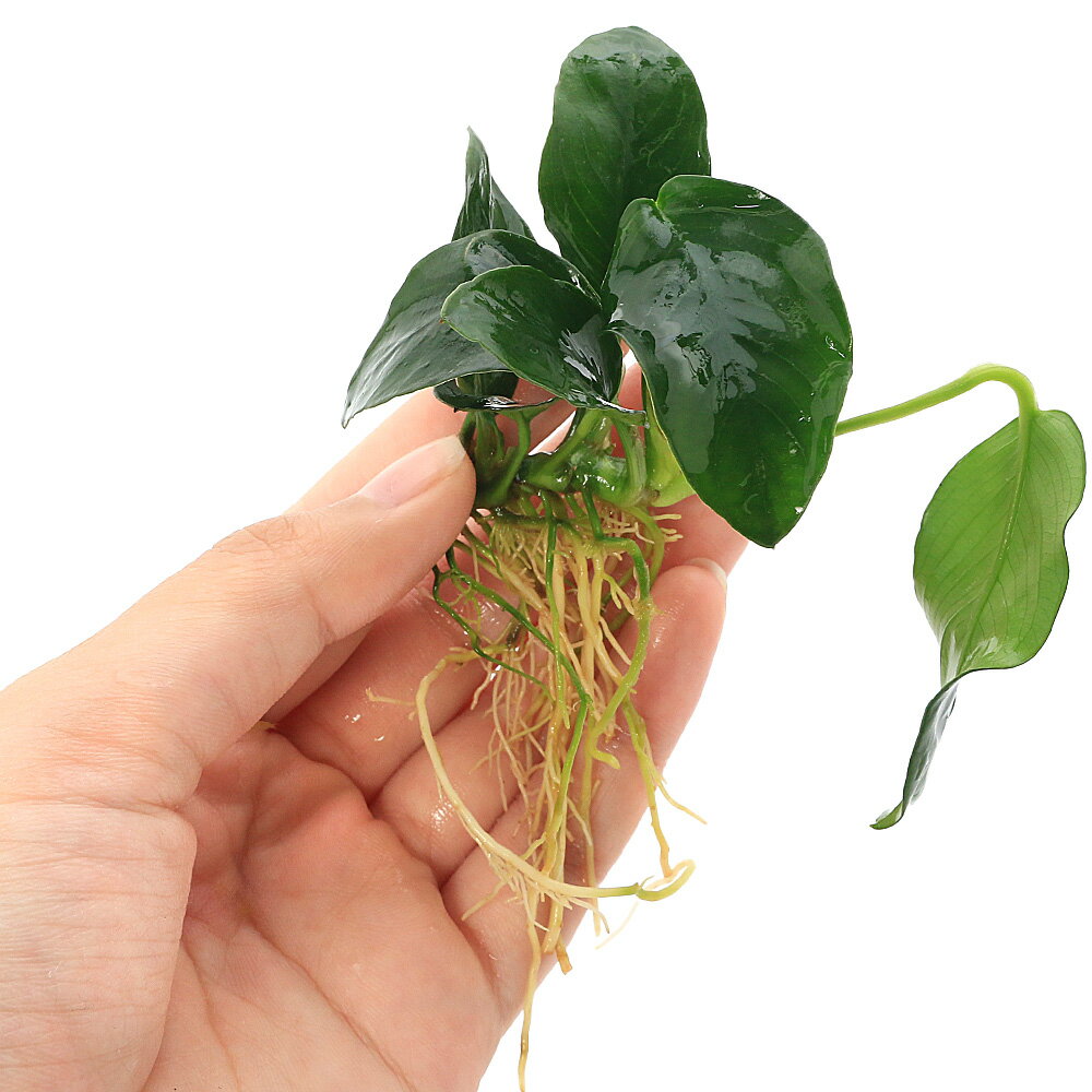 �ʿ���ˡ������������̥ӥ����ʥʡʿ���աˡ�5����