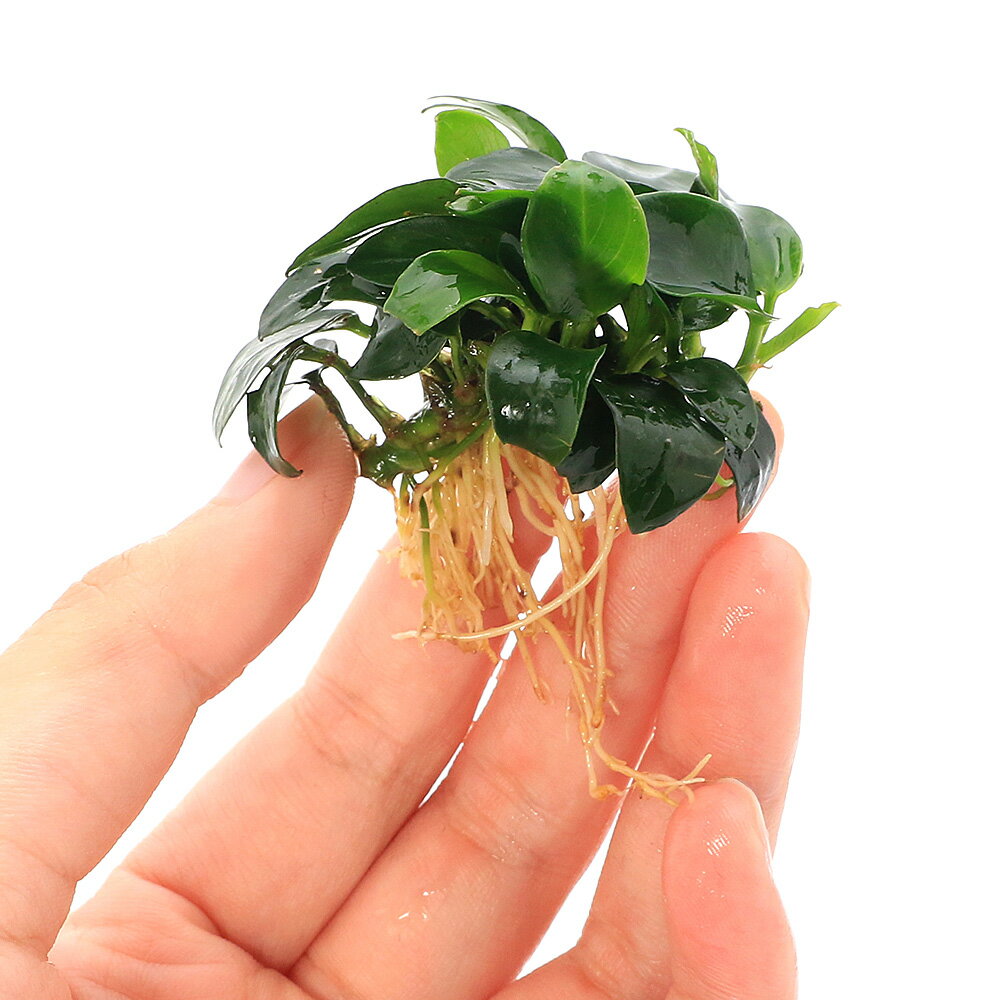 �ʿ���ˡ������������֤Υ��̥ӥ������ʥ�3�7�����åȡʿ���աˡ�1���åȡ�