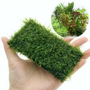(水草)初心者向け水草モス水槽立ち上げセット Ver.ミニポット (無農薬)(1セット)