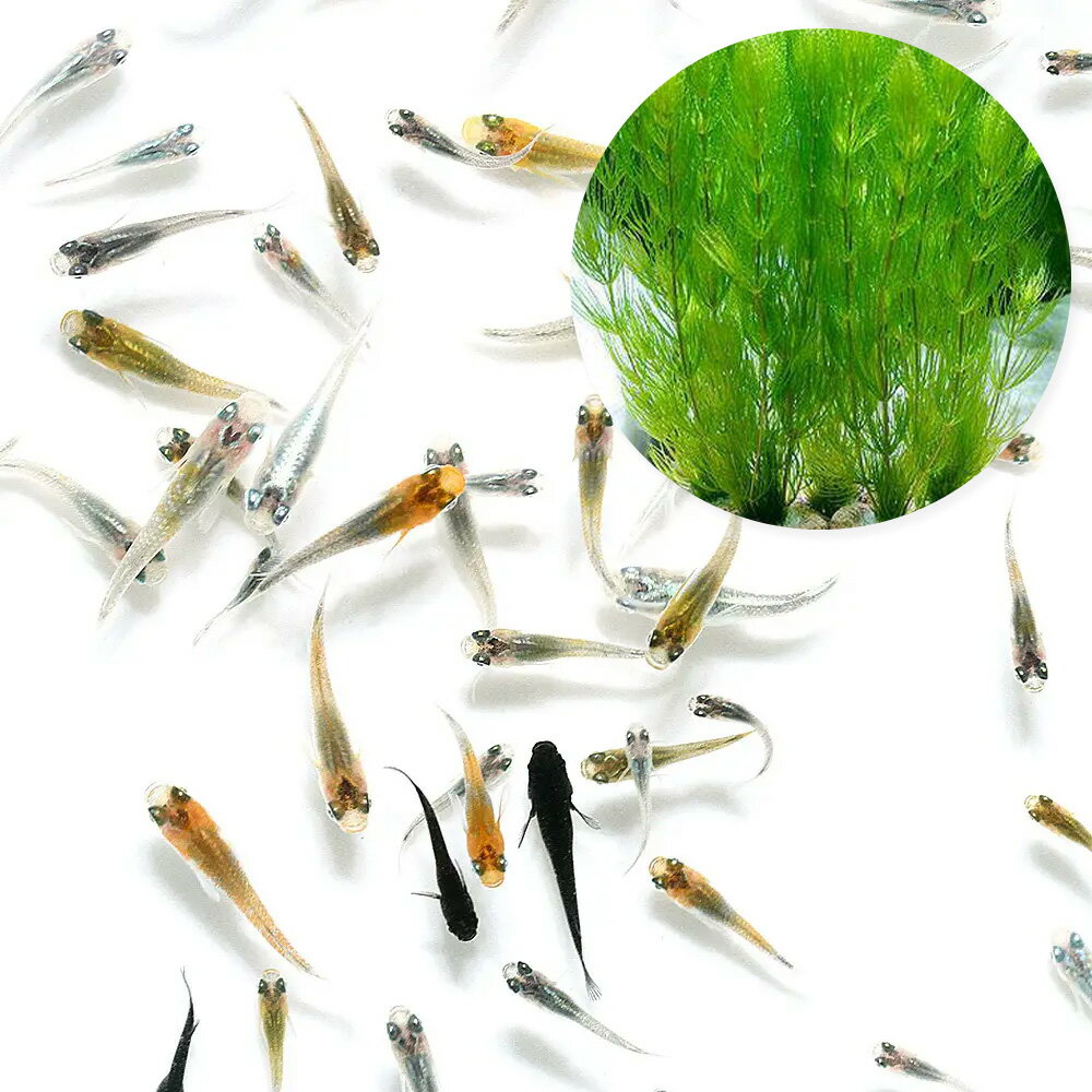 （めだか）（水草）無選別　変わり　メダカミックス　稚魚（10匹）＋ライフマルチ（茶）マツモ（無農薬..
