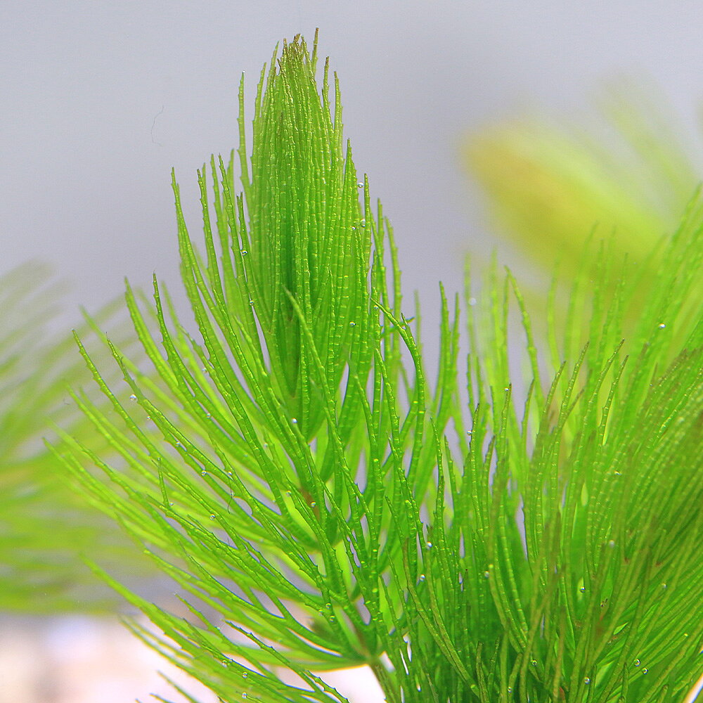 （水草）マルチリングホワイト（白）　マツモ　ミニ（無農薬）（3個）メダカ　金魚...