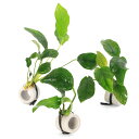 (水草)マルチリングホワイト(白) アヌビアスナナ(水上葉)(1個)