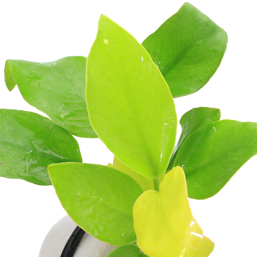 （水草）マルチリングホワイト（白）　アヌビアスナナ　ゴールデン（水上葉）（5個）