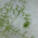 (水草)タヌキモsp.中国産(無農薬)(1本)
