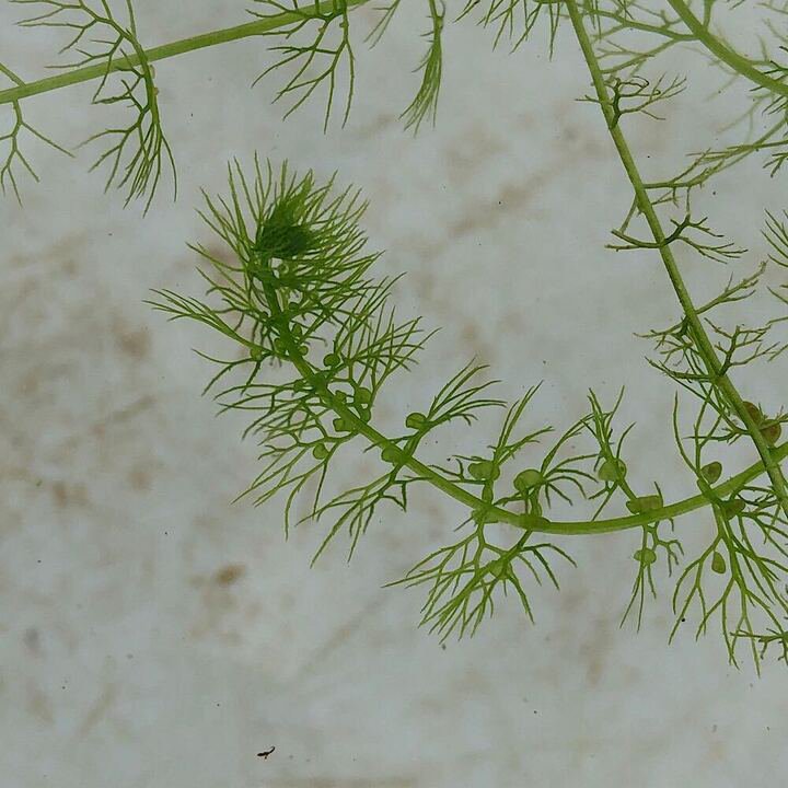（水草）タヌキモsp．中国産（無農薬）（3本）