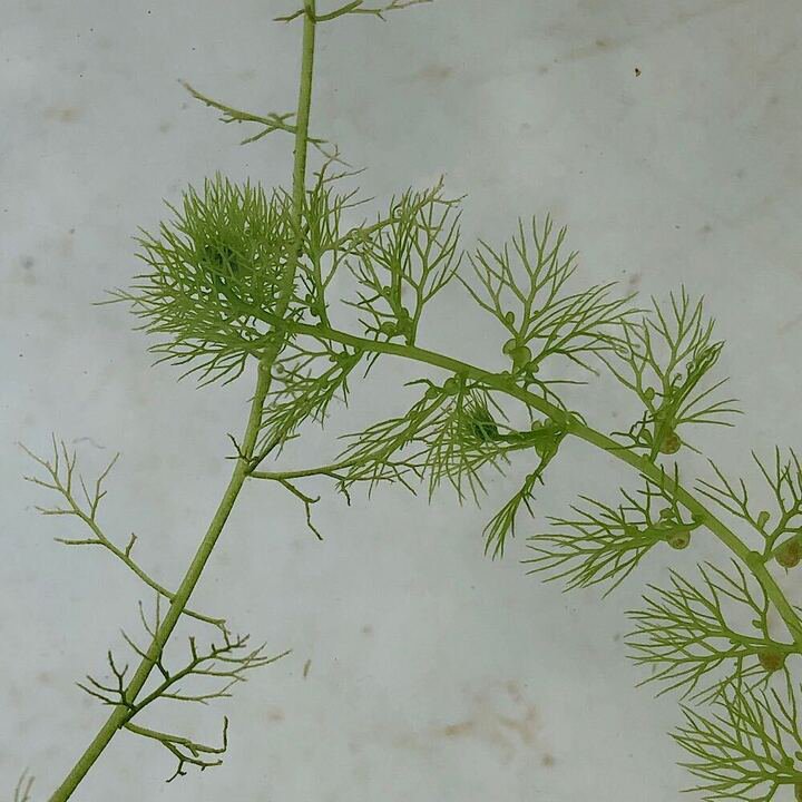 （水草）タヌキモsp．中国産（無農薬）（3本）