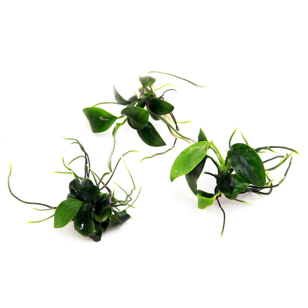 �ʿ���ˡ����������ȿ����ܡ����̥ӥ����ʥʡʿ���աˡ�3����