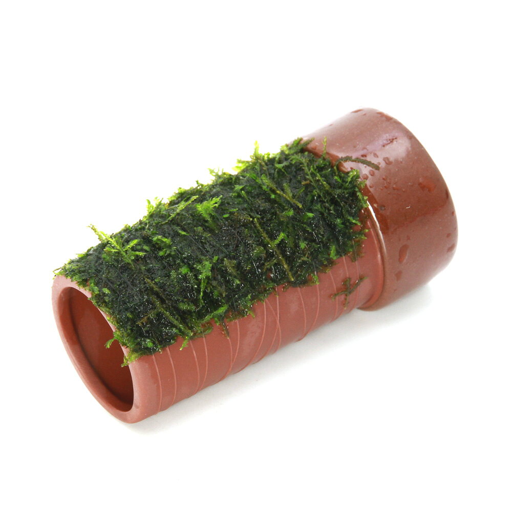 （水草）巻きたて　ウィローモス　土管（茶）（水中葉）（無農薬）（1個）