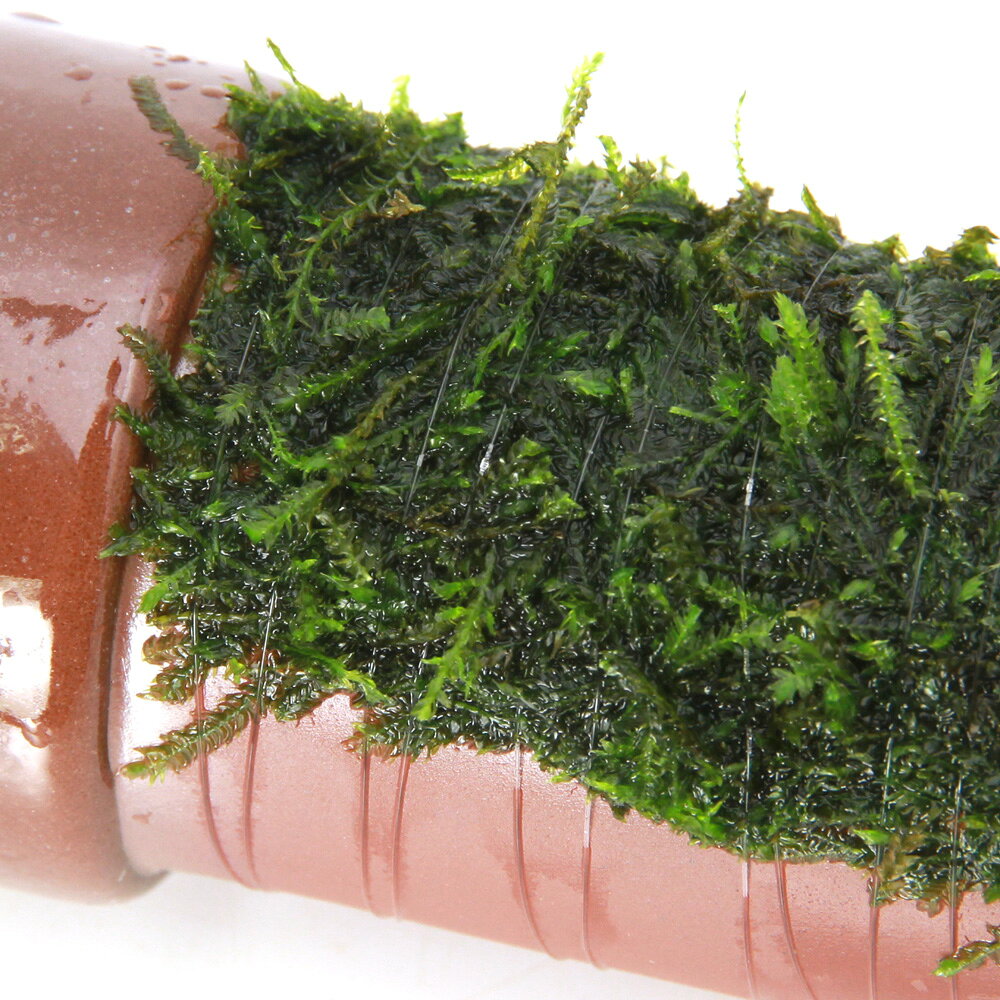 （水草）巻きたて　ウィローモス　土管（茶）（水中葉）（無農薬）（1個）