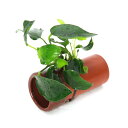 (水草)アヌビアスナナ 土管(茶)(水上葉)(1個)
