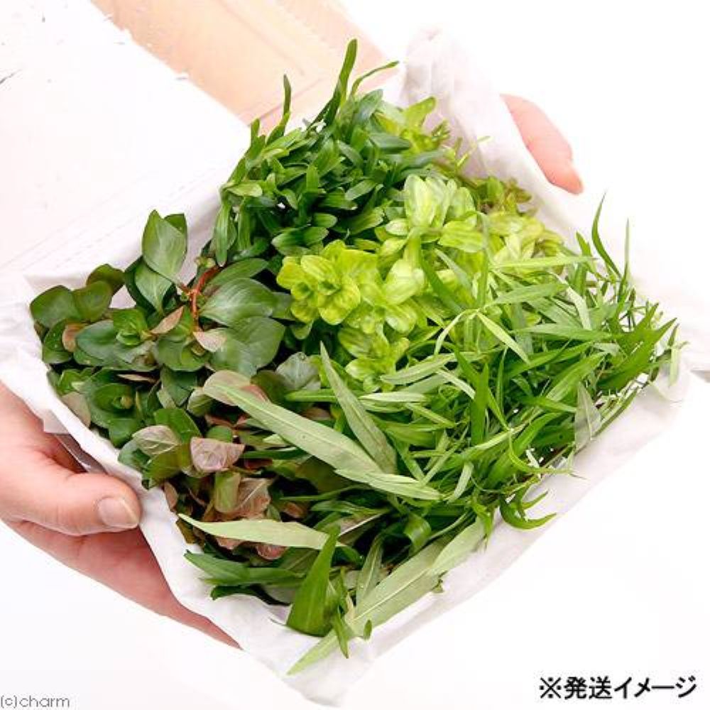（水草）初心者向けおまかせ水草詰め合わせパック　6種（計60本）（水上葉）（無農薬）（1パック）