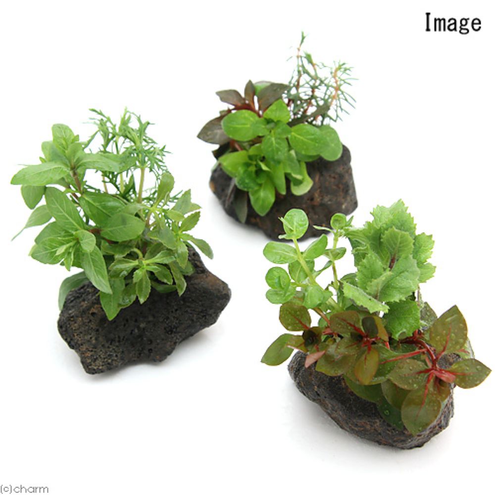 （水草）当店人気の水草寄せ植え 2種セット 溶岩石＋流木S（水上葉）（各1個）