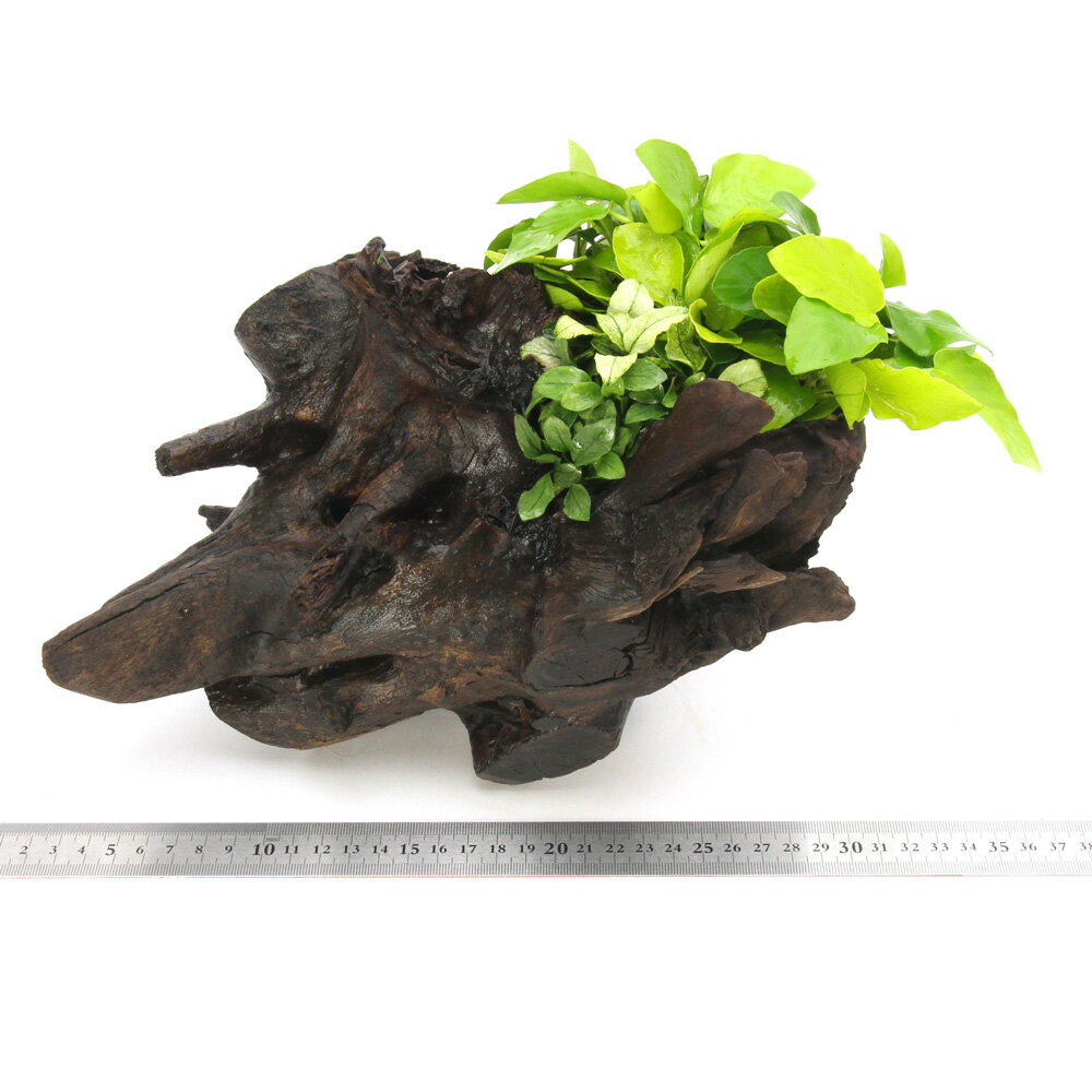 �ʿ���˰���ʪ���������ơ����̥ӥ���3���դ����ǥ������ۡ��󥦥åɡʿ���աˡ�1�ġˡ�461887��