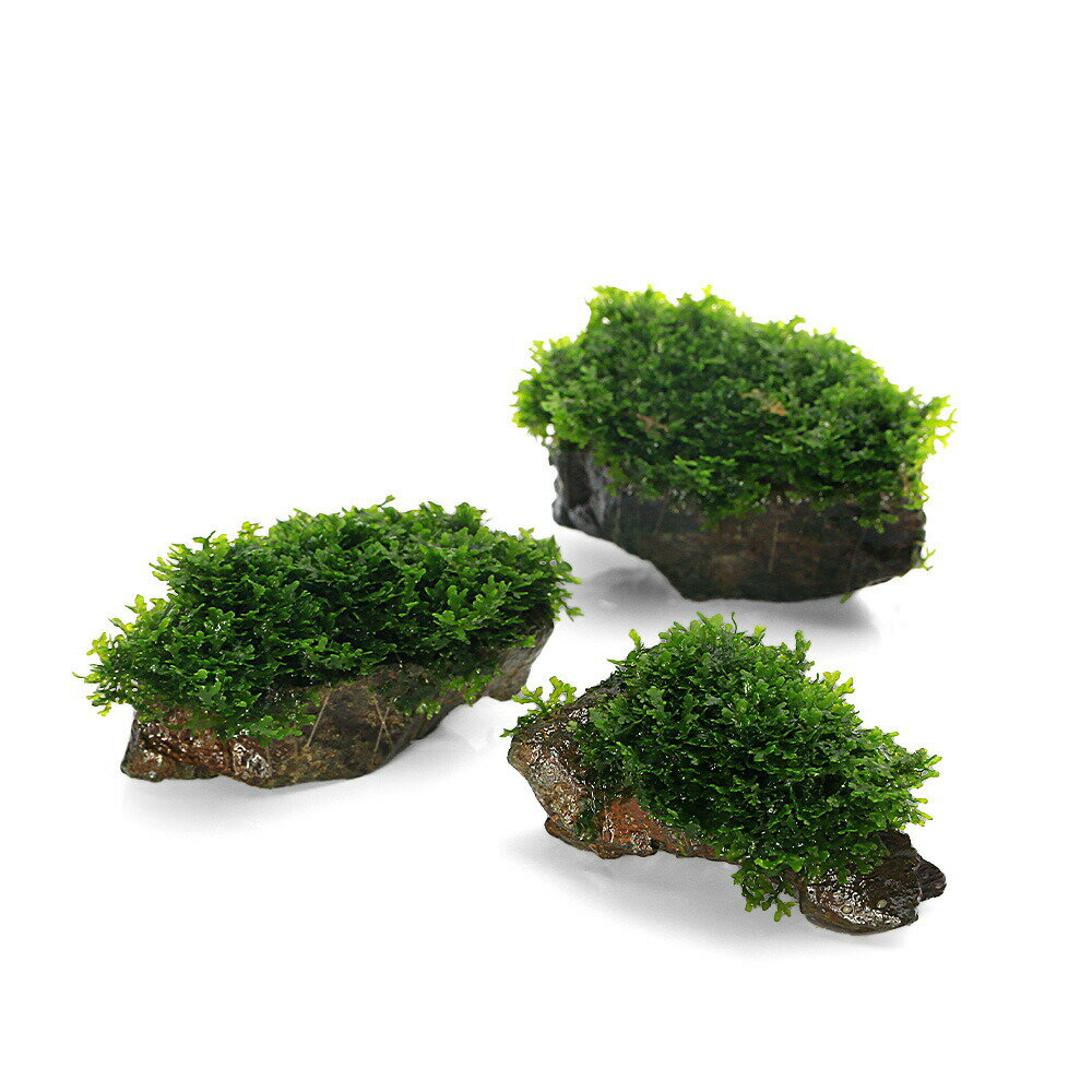 （水草）★育成済★　プレミアムグリーンモス　風山石小粒（水中葉）（無農薬）（5個）