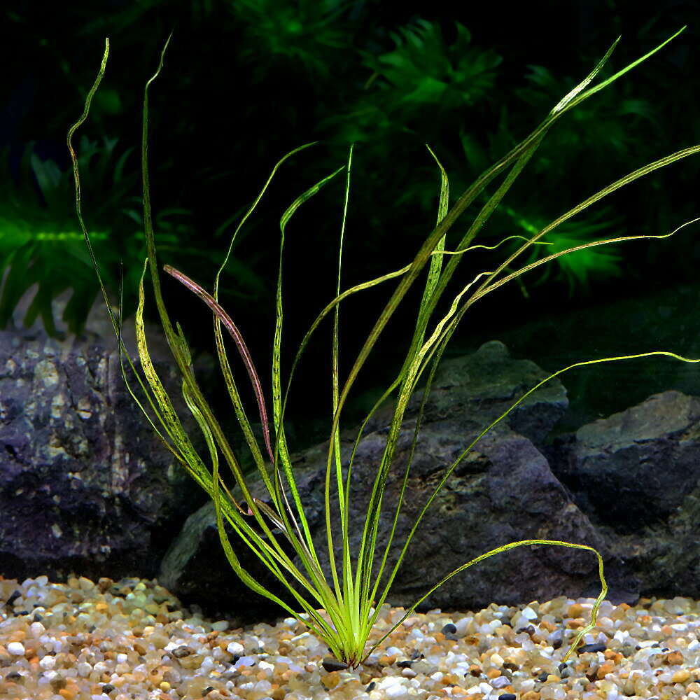 General - （水草）エキノドルスsp．アルタミラ（水中葉）（無農薬）（1株）