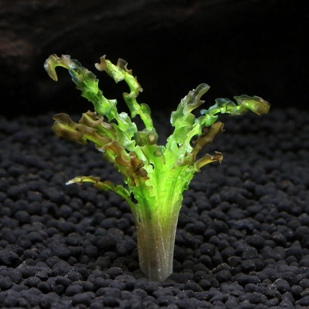 （水草）オテリア　メセンテリウム　マタノ湖産　2026年スラウェシ便（水中葉）（無農薬）（1株）