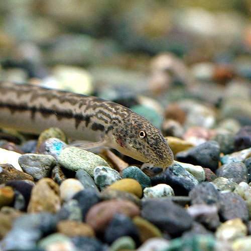 （淡水魚）アジメドジョウ（1匹）