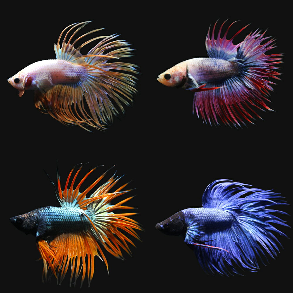 ��Ǯ�ӵ��˥٥������饦��ơ��롡������ʤ��ʥ����ˡ�1ɤ�ˡ��̳�ƻ���彣�Ҷ������ݲ�