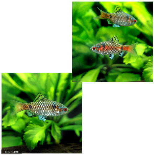 ��Ǯ�ӵ��˥��ǥå����Х�֡�2ɤ�ˡ��̳�ƻ���彣�Ҷ������ݲ�