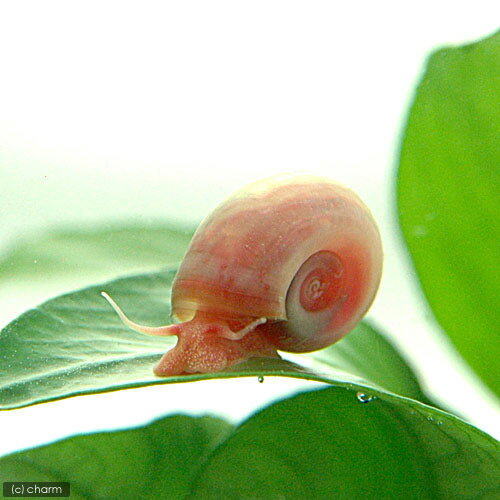 �ʥ��ӡ����˥ԥ󥯥�ॺ�ۡ����2ɤ�ˡ��̳�ƻ���彣�Ҷ������ݲ�