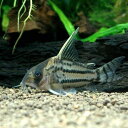 (熱帯魚)コリドラス・スーパーシュワルツィ(ワイルド)(1匹) 北海道航空便要保温 沖縄別途送料