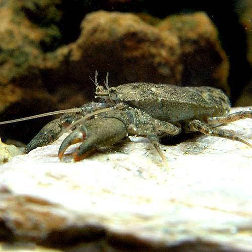 �ʥ��ӡ����ˡ�ø�女�����ꥨ�ӡ�1ɤ�ˡ��̳�ƻ���彣�Ҷ������ݲ�