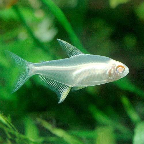 Neon Tetra - （熱帯魚）アルビノ・レモンテトラ（4匹）　北海道・九州航空便要保温
