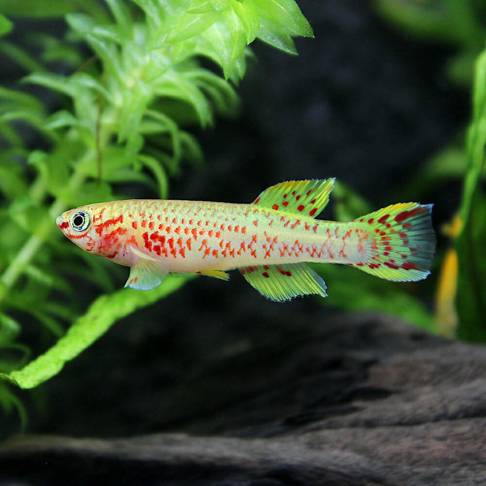 （熱帯魚）アフィオセミオン・ガードネリー ゴールド（1ペア） 北海道・九州航空便要保温