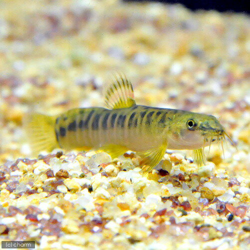 ��Ǯ�ӵ��˥���ॾ�󡦥�������1ɤ�ˡ��̳�ƻ���彣�Ҷ������ݲ�