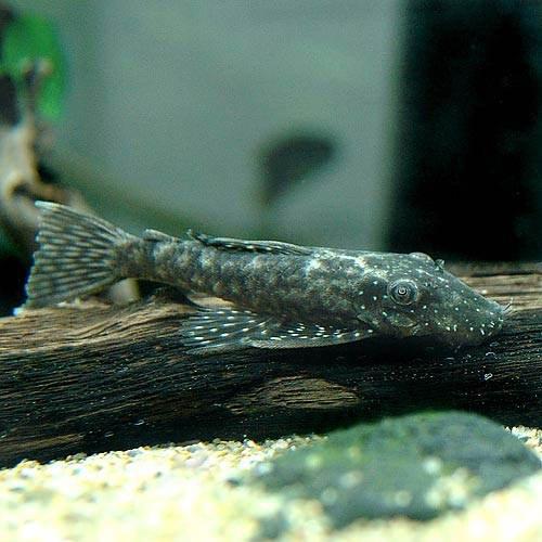 （熱帯魚）グリーンスポット・ブッシープレコ（ワイルド）（1匹）　北海道・九州航空便要保温