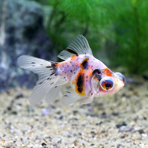 （国産金魚）キャリコ出目金（デメキン）（1匹）