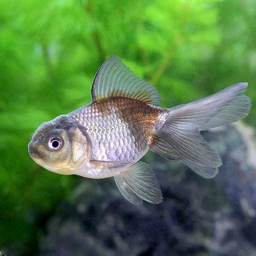 Goldfishes - （国産金魚）青文魚（1匹）