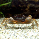 (エビ・カニ)トゥティカラー・クラブ(1匹)