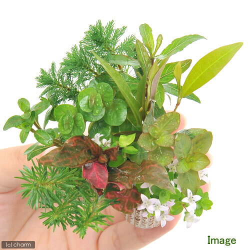 （水草）ライフマルチ（茶）デルタ　おまかせ寄せ植えミックス（水上葉）（無農薬...