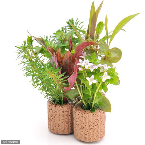 （水草）ライフマルチ（茶）デルタ　おまかせ寄せ植えミックス（水上葉）（無農薬...