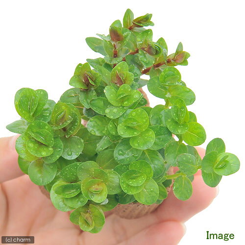 （水草）ライフマルチ（茶）デルタ　ロタラミックス（水上葉）（無農薬）（1個）