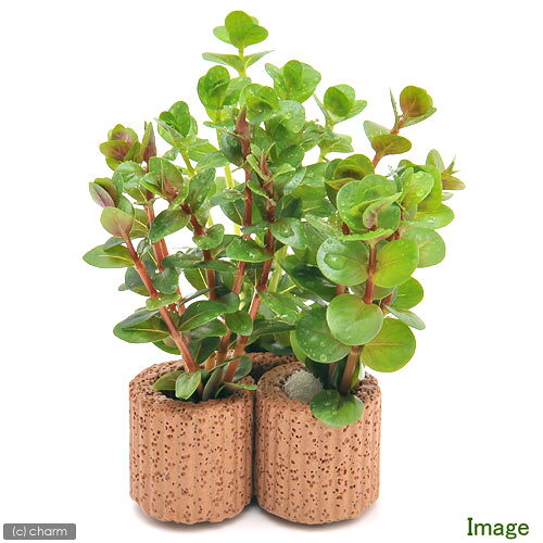 （水草）ライフマルチ（茶）デルタ　ロタラミックス（水上葉）（無農薬）（1個）