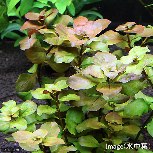 （水草）ライフマルチ（茶）ルドウィジア　パルストリス　ハイデンリッヒ（水上葉...