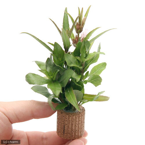 �ʿ���˥饤�եޥ������˥ϥ������ߥå����ʿ���աˡ�̵�����ˡ�3�ġ�