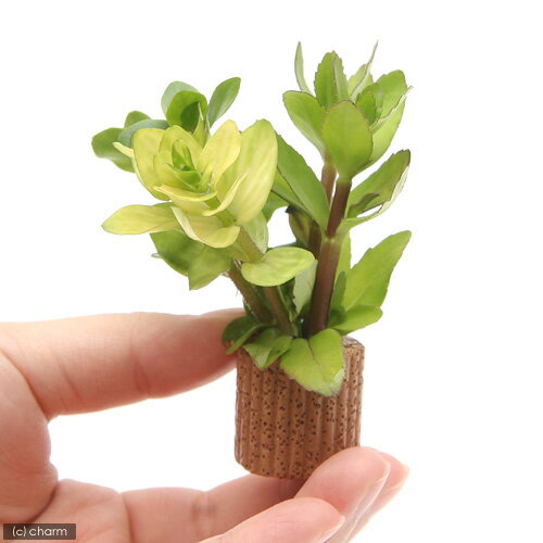 �ʿ���˥饤�եޥ������˥Х��ѥߥå����ʿ���աˡ�̵�����ˡ�3�ġ�