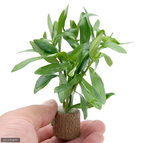 （水草）ライフマルチ（茶）イエローアマニア（水上葉）（無農薬）（3個）