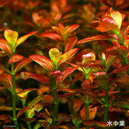 �ʿ���˥饤�եޥ������˥��饰����������åɥ�����ʿ���աˡ�̵�����ˡ�3�ġ�