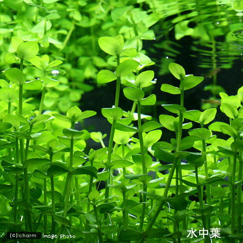 �ʿ���˥饤�եޥ������˥ɥ�ޥꥢ����������ʿ���աˡ�̵�����ˡ�3�ġ�